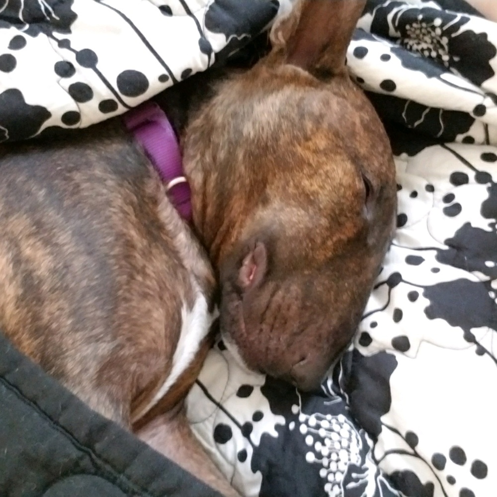 Meet your Posher, Ingra